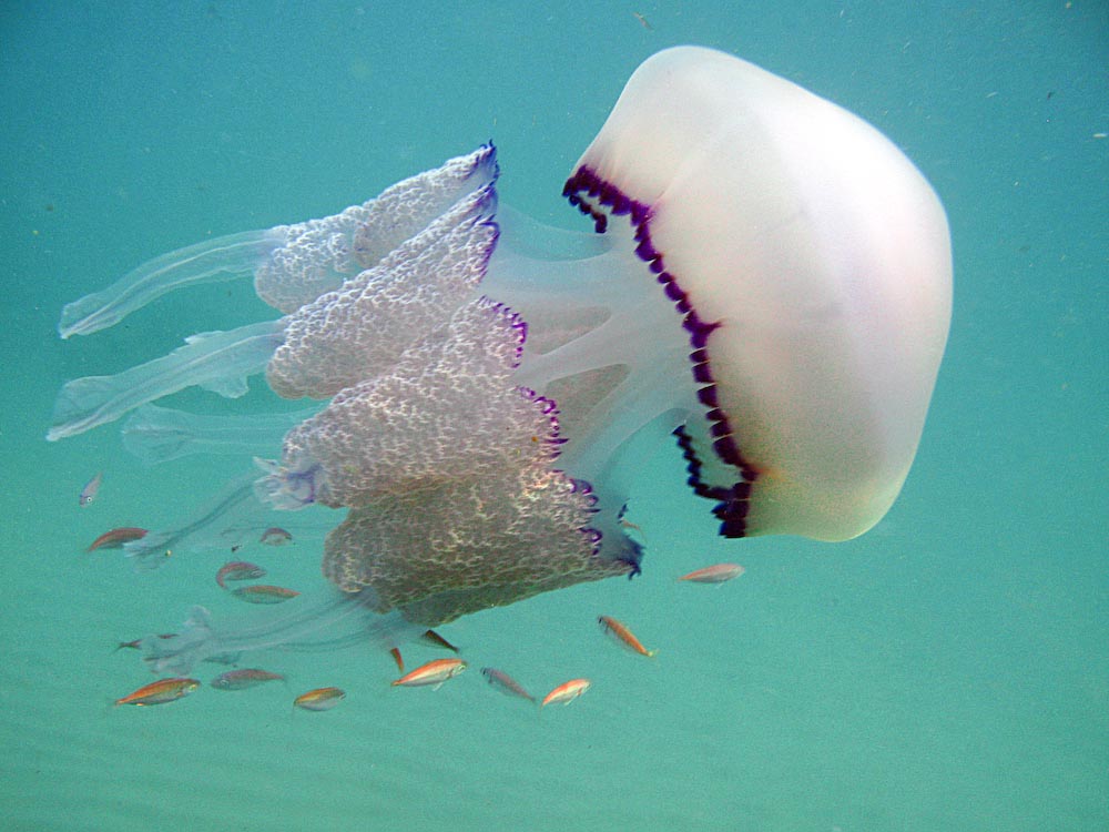 Tarragona-July-Barrel Jellyfish