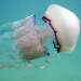Tarragona-July-Barrel Jellyfish